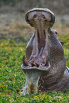 Angry Hippo