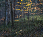 WILSON TRACT, NOVEMBER - NORFOLK COUNTY