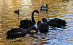 Young Black Swan family at Dawlish Brook