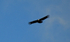 Condor!