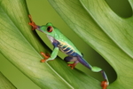 Red Eyed Tree Frog in Leaf