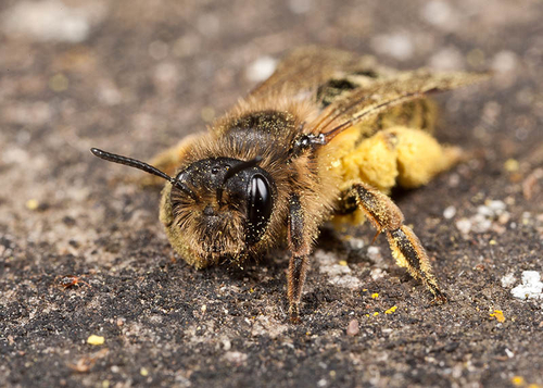[i]Andrena flavipes[/i] female. Cubbington churchyard, Warwickshire, March 2012.