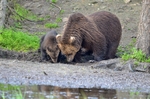 Brown Bear and cub