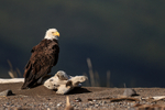 Bald Eagle resting on beach, Lake Clark NP, Alaska