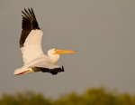 White Pelican