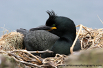 SBC014: Nesting shag