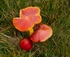 Splendid Waxcap