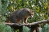 Scottish Wildcat