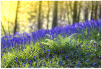 The Bluebells, Portglenone (IMG0617)