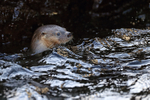 Marine Otter head above water, Chanaral Island, Chile