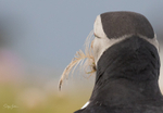 Puffen Cute 23
