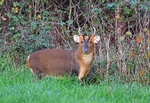 December 2020 - Reeves' Muntjac