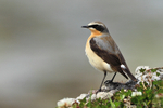 Wheatear (male) perched on a rock near New Grimsby, Tresco