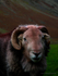 Herdwick Sheep