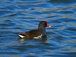 Moorhen