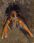 Nephrops norvegicus
