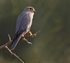 Grey Kestrel
