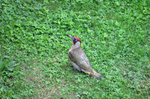 Green Woodpecker