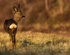 ROE DEER 3