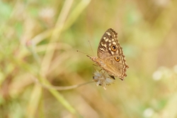 Lemon Pansy Butterfly
