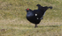 Black Grouse