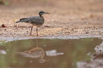 Sunbittern reflection ...