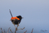 Red Wren Male 2
