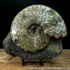 scun 154 Eparietites denotatus