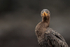 Neotropic Cormorant head-on portrait, Chile