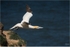 Gannet Launch