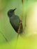 Dusky Antbird (male), Pipeline Road, Panama