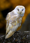 Barn Owl 1