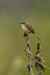 Graceful Prinia