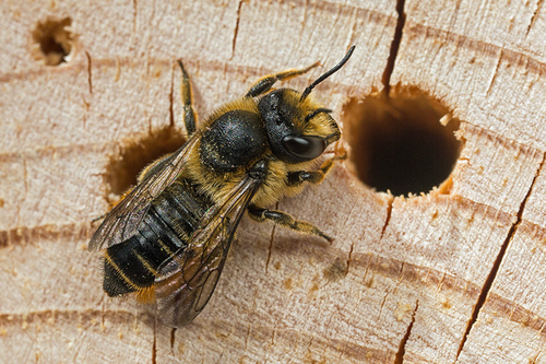[i]Megachile centuncularis[/i] female, approaching a hole in my bee-hotel. Staffordshire garden, July 2015. Note that…