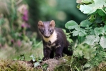 Pine Marten