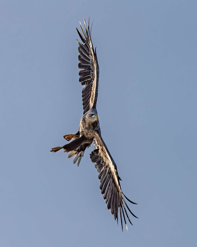 White Tailed Eagle - Isle of Mull - Scotland