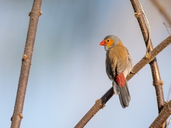 Orange Cheeked Waxbill