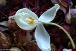 Flowers 17 - 30