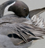 Pintail male