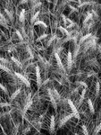 Day 36 - Ears of Barley