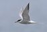 Close fly-past of Common Tern at Farmoor