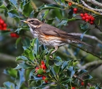 Redwing on Holly
