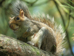 Grey Squirrel