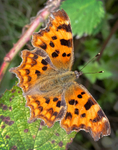 Comma