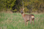Roe Deer