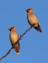 Waxwings