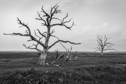 Breach Trees portfolio