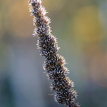 Hyssop
