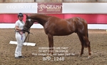 BPP_1248