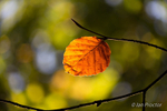 Autumn leaf